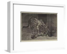Jaguar and Cubs at the Jardin Des Plantes-Auguste Andre Lancon-Framed Giclee Print