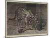 Jaguar and Cubs at the Jardin Des Plantes-Auguste Andre Lancon-Mounted Giclee Print