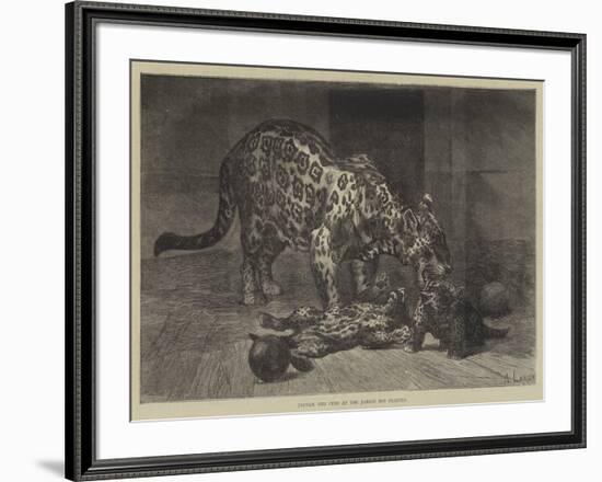 Jaguar and Cubs at the Jardin Des Plantes-Auguste Andre Lancon-Framed Giclee Print