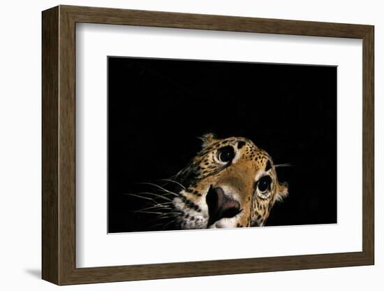 Jaguar at night, portrait, La Papalota, Mexico-Alejandro Prieto-Framed Photographic Print