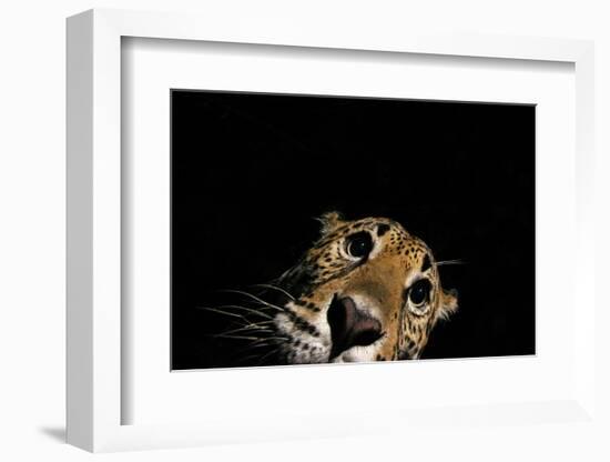 Jaguar at night, portrait, La Papalota, Mexico-Alejandro Prieto-Framed Photographic Print