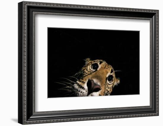 Jaguar at night, portrait, La Papalota, Mexico-Alejandro Prieto-Framed Photographic Print