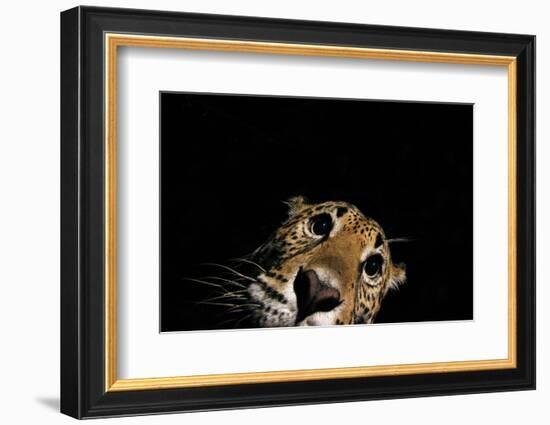 Jaguar at night, portrait, La Papalota, Mexico-Alejandro Prieto-Framed Photographic Print