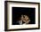 Jaguar at night, portrait, La Papalota, Mexico-Alejandro Prieto-Framed Photographic Print