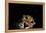 Jaguar at night, portrait, La Papalota, Mexico-Alejandro Prieto-Framed Premier Image Canvas