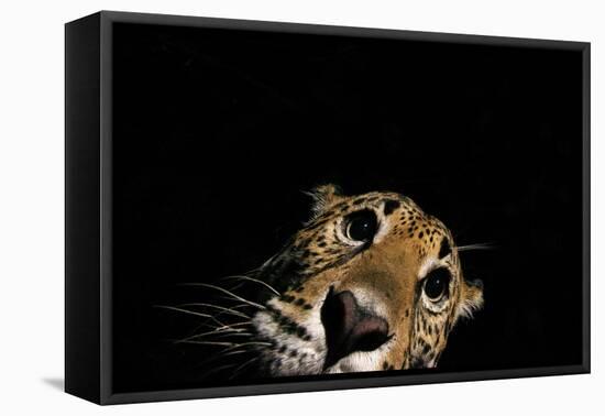 Jaguar at night, portrait, La Papalota, Mexico-Alejandro Prieto-Framed Premier Image Canvas