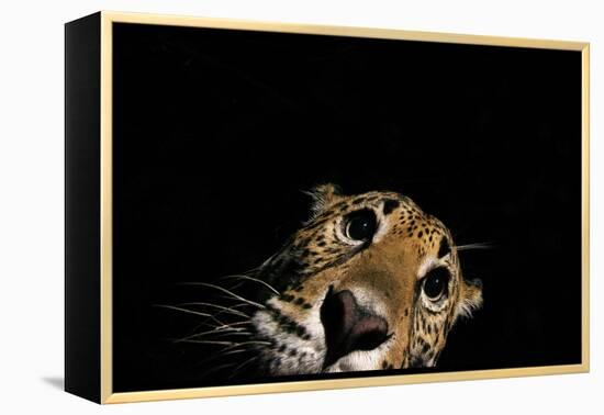 Jaguar at night, portrait, La Papalota, Mexico-Alejandro Prieto-Framed Premier Image Canvas