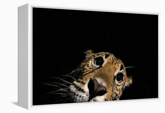 Jaguar at night, portrait, La Papalota, Mexico-Alejandro Prieto-Framed Premier Image Canvas