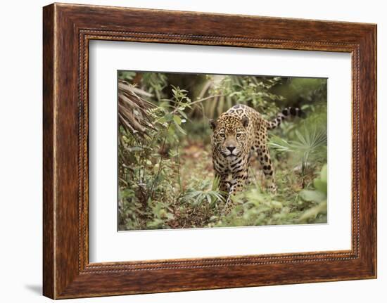 Jaguar, Belize. Captive Animal-Lynn M. Stone-Framed Photographic Print