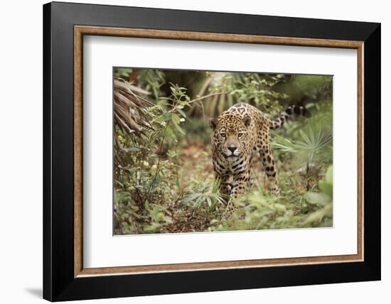 Jaguar, Belize. Captive Animal-Lynn M. Stone-Framed Photographic Print