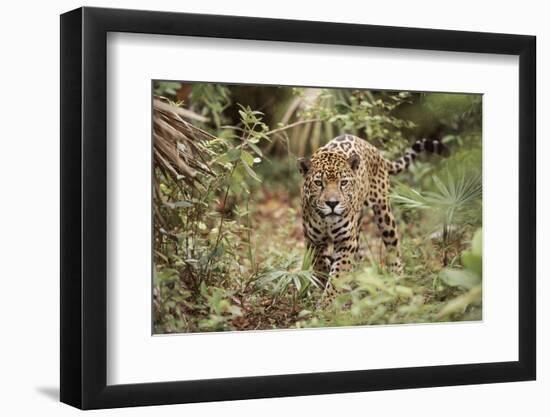 Jaguar, Belize. Captive Animal-Lynn M. Stone-Framed Photographic Print