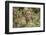 Jaguar, Belize. Captive Animal-Lynn M. Stone-Framed Photographic Print