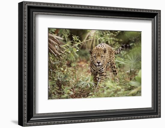 Jaguar, Belize. Captive Animal-Lynn M. Stone-Framed Photographic Print