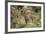 Jaguar, Belize. Captive Animal-Lynn M. Stone-Framed Photographic Print