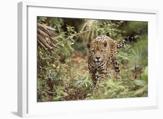 Jaguar, Belize. Captive Animal-Lynn M. Stone-Framed Photographic Print