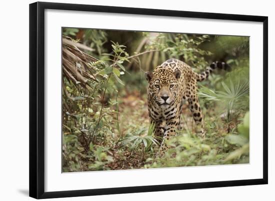 Jaguar, Belize. Captive Animal-Lynn M. Stone-Framed Photographic Print