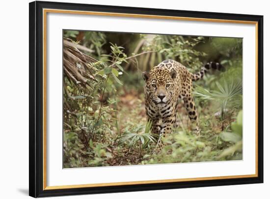 Jaguar, Belize. Captive Animal-Lynn M. Stone-Framed Photographic Print