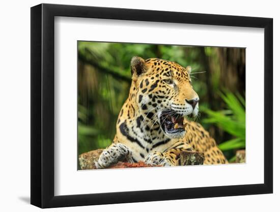 Jaguar, Belize City, Belize, Central America-Stuart Westmorland-Framed Photographic Print