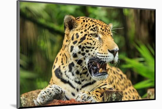 Jaguar, Belize City, Belize, Central America-Stuart Westmorland-Mounted Photographic Print