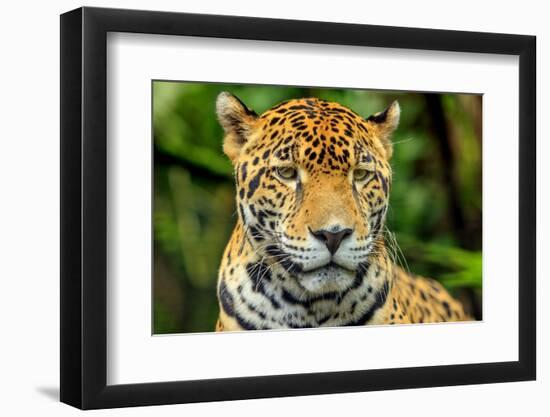 Jaguar, Belize City, Belize-Stuart Westmorland-Framed Photographic Print