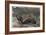 Jaguar by Alfred Edmund Brehm-Stefano Bianchetti-Framed Giclee Print