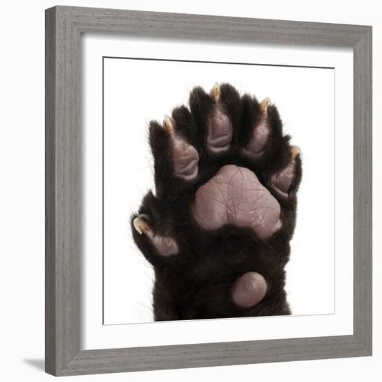 Jaguar Cub, 2 Months Old, Panthera Onca, close up against White Background-Life on White-Framed Photographic Print