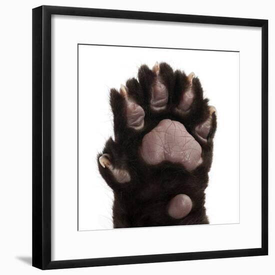 Jaguar Cub, 2 Months Old, Panthera Onca, close up against White Background-Life on White-Framed Photographic Print