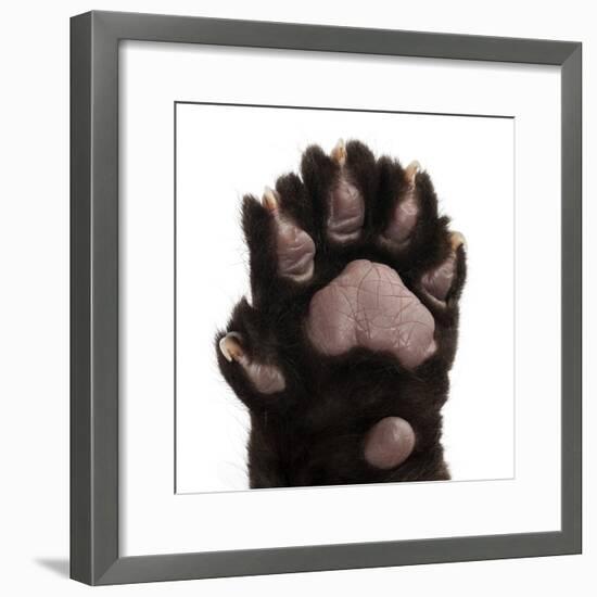 Jaguar Cub, 2 Months Old, Panthera Onca, close up against White Background-Life on White-Framed Photographic Print
