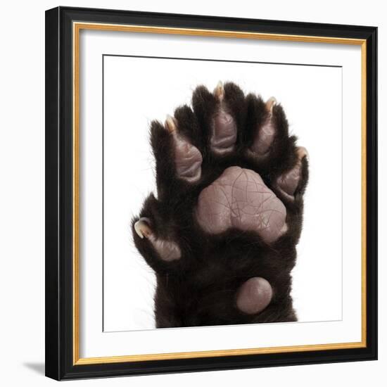 Jaguar Cub, 2 Months Old, Panthera Onca, close up against White Background-Life on White-Framed Photographic Print