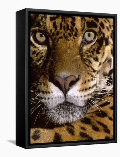 Jaguar Face (Panthera Onca), Amazon Basin, Peru-Andres Morya Hinojosa-Framed Premier Image Canvas