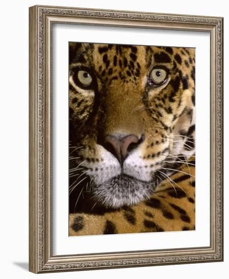 Jaguar Face (Panthera Onca), Amazon Basin, Peru-Andres Morya Hinojosa-Framed Photographic Print
