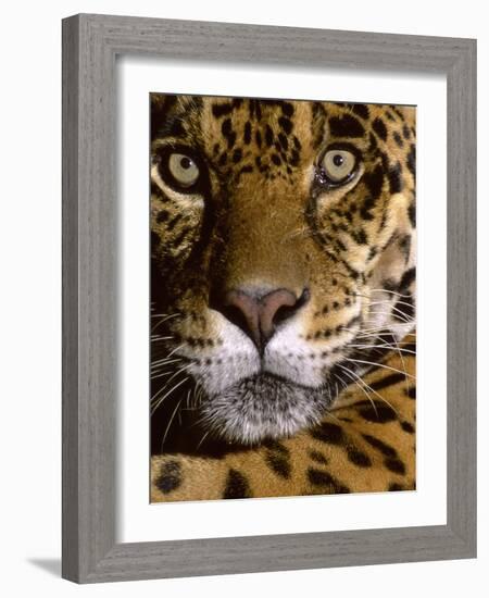 Jaguar Face (Panthera Onca), Amazon Basin, Peru-Andres Morya Hinojosa-Framed Photographic Print