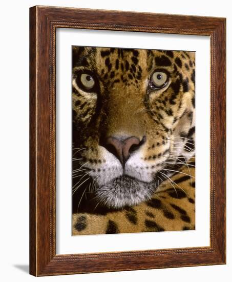 Jaguar Face (Panthera Onca), Amazon Basin, Peru-Andres Morya Hinojosa-Framed Photographic Print