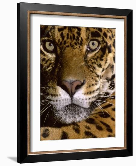 Jaguar Face (Panthera Onca), Amazon Basin, Peru-Andres Morya Hinojosa-Framed Photographic Print