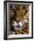 Jaguar Face (Panthera Onca), Amazon Basin, Peru-Andres Morya Hinojosa-Framed Photographic Print