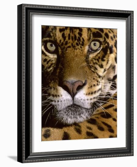 Jaguar Face (Panthera Onca), Amazon Basin, Peru-Andres Morya Hinojosa-Framed Photographic Print