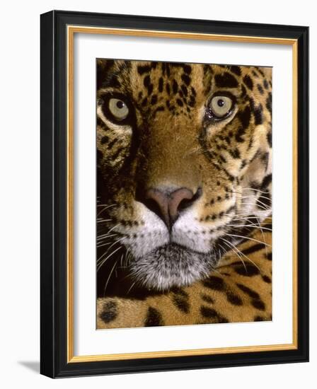 Jaguar Face (Panthera Onca), Amazon Basin, Peru-Andres Morya Hinojosa-Framed Photographic Print