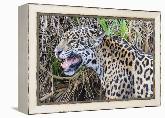 Jaguar female, smelling scent marking of male. Cuiaba River, Pantanal, Brazil-Jeff Foott-Framed Premier Image Canvas