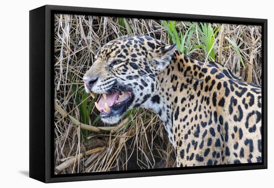 Jaguar female, smelling scent marking of male. Cuiaba River, Pantanal, Brazil-Jeff Foott-Framed Premier Image Canvas