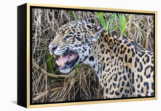 Jaguar female, smelling scent marking of male. Cuiaba River, Pantanal, Brazil-Jeff Foott-Framed Premier Image Canvas