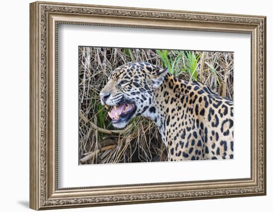 Jaguar female, smelling scent marking of male. Cuiaba River, Pantanal, Brazil-Jeff Foott-Framed Photographic Print