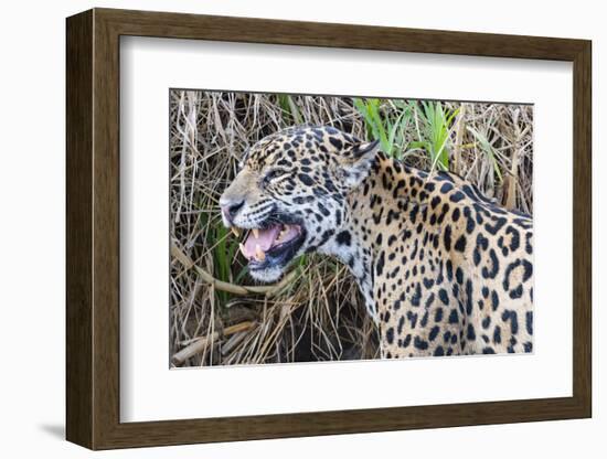 Jaguar female, smelling scent marking of male. Cuiaba River, Pantanal, Brazil-Jeff Foott-Framed Photographic Print