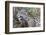 Jaguar female, smelling scent marking of male. Cuiaba River, Pantanal, Brazil-Jeff Foott-Framed Photographic Print