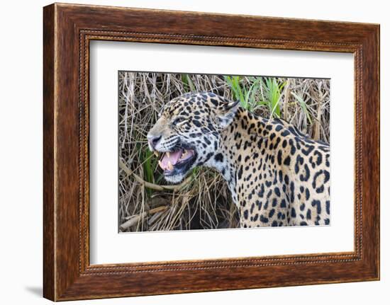 Jaguar female, smelling scent marking of male. Cuiaba River, Pantanal, Brazil-Jeff Foott-Framed Photographic Print