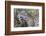 Jaguar female, smelling scent marking of male. Cuiaba River, Pantanal, Brazil-Jeff Foott-Framed Photographic Print