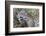 Jaguar female, smelling scent marking of male. Cuiaba River, Pantanal, Brazil-Jeff Foott-Framed Photographic Print