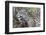 Jaguar female, smelling scent marking of male. Cuiaba River, Pantanal, Brazil-Jeff Foott-Framed Photographic Print