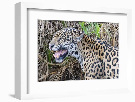 Jaguar female, smelling scent marking of male. Cuiaba River, Pantanal, Brazil-Jeff Foott-Framed Photographic Print