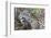 Jaguar female, smelling scent marking of male. Cuiaba River, Pantanal, Brazil-Jeff Foott-Framed Photographic Print