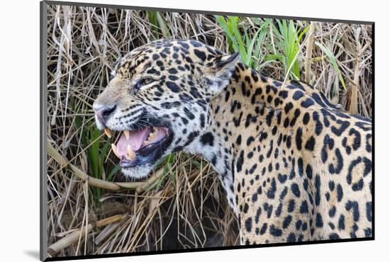 Jaguar female, smelling scent marking of male. Cuiaba River, Pantanal, Brazil-Jeff Foott-Mounted Photographic Print